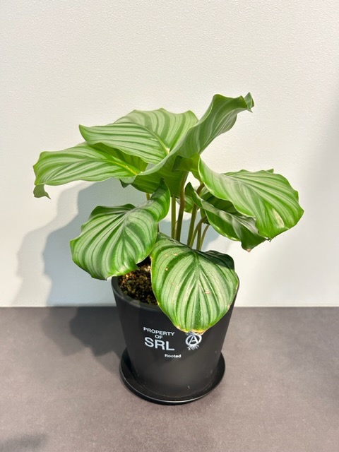 7月もありがとうございました！